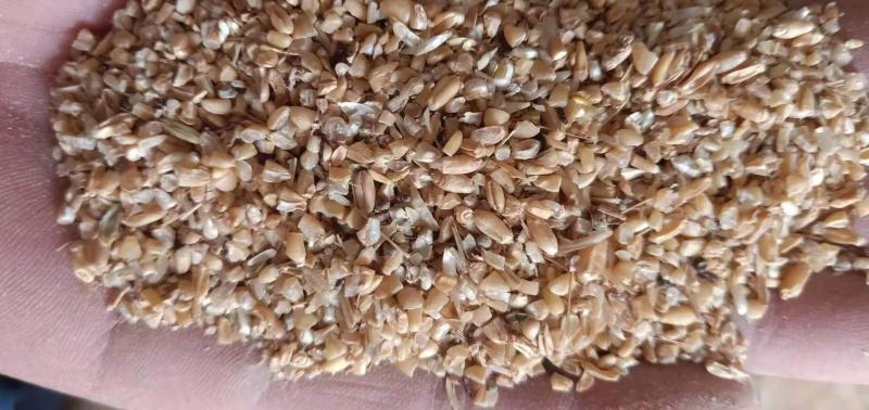 【热销】碎小麦用于养殖厂直接喂养，饲料厂添加