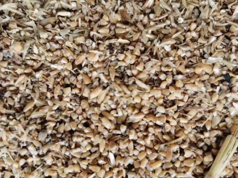 【热销】碎小麦用于养殖厂直接喂养，饲料厂添加