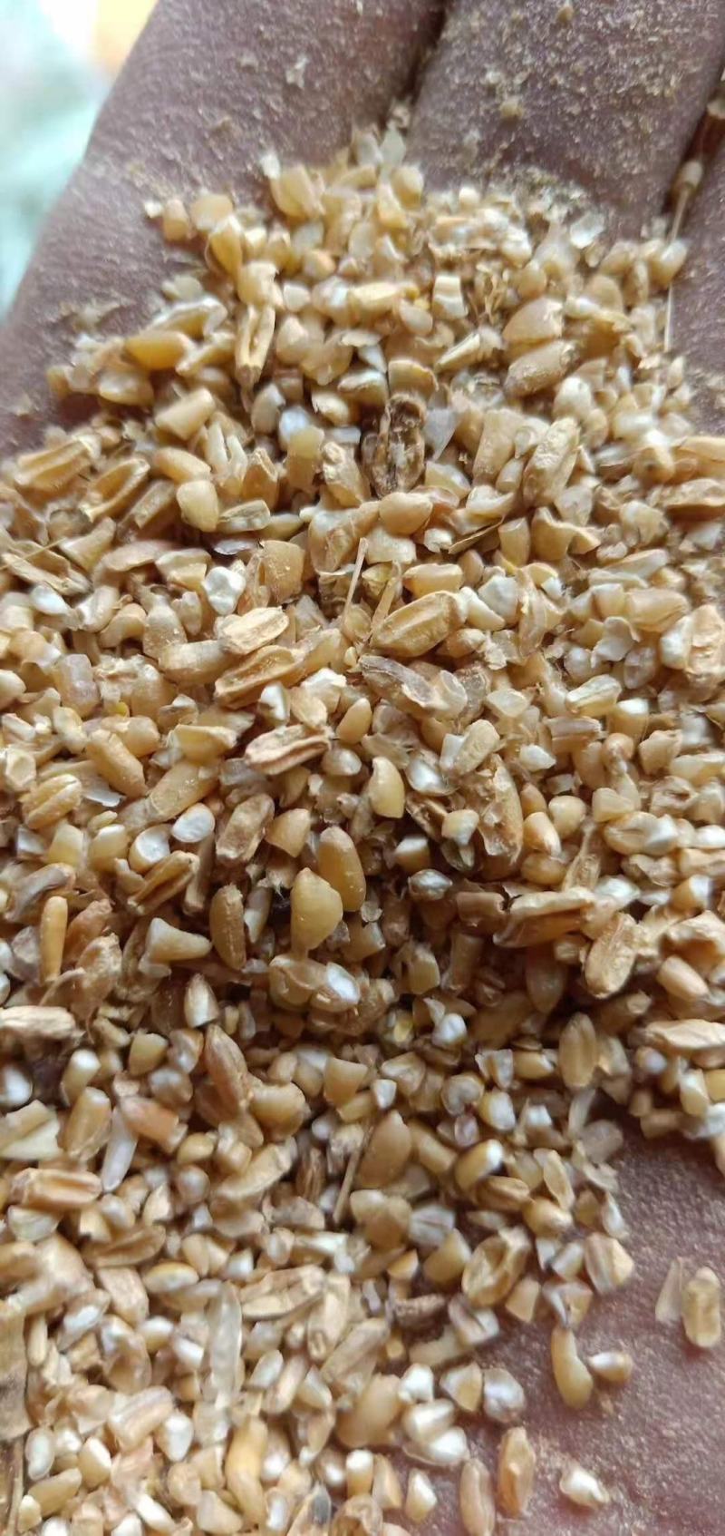 【热销】碎小麦用于养殖厂直接喂养，饲料厂添加