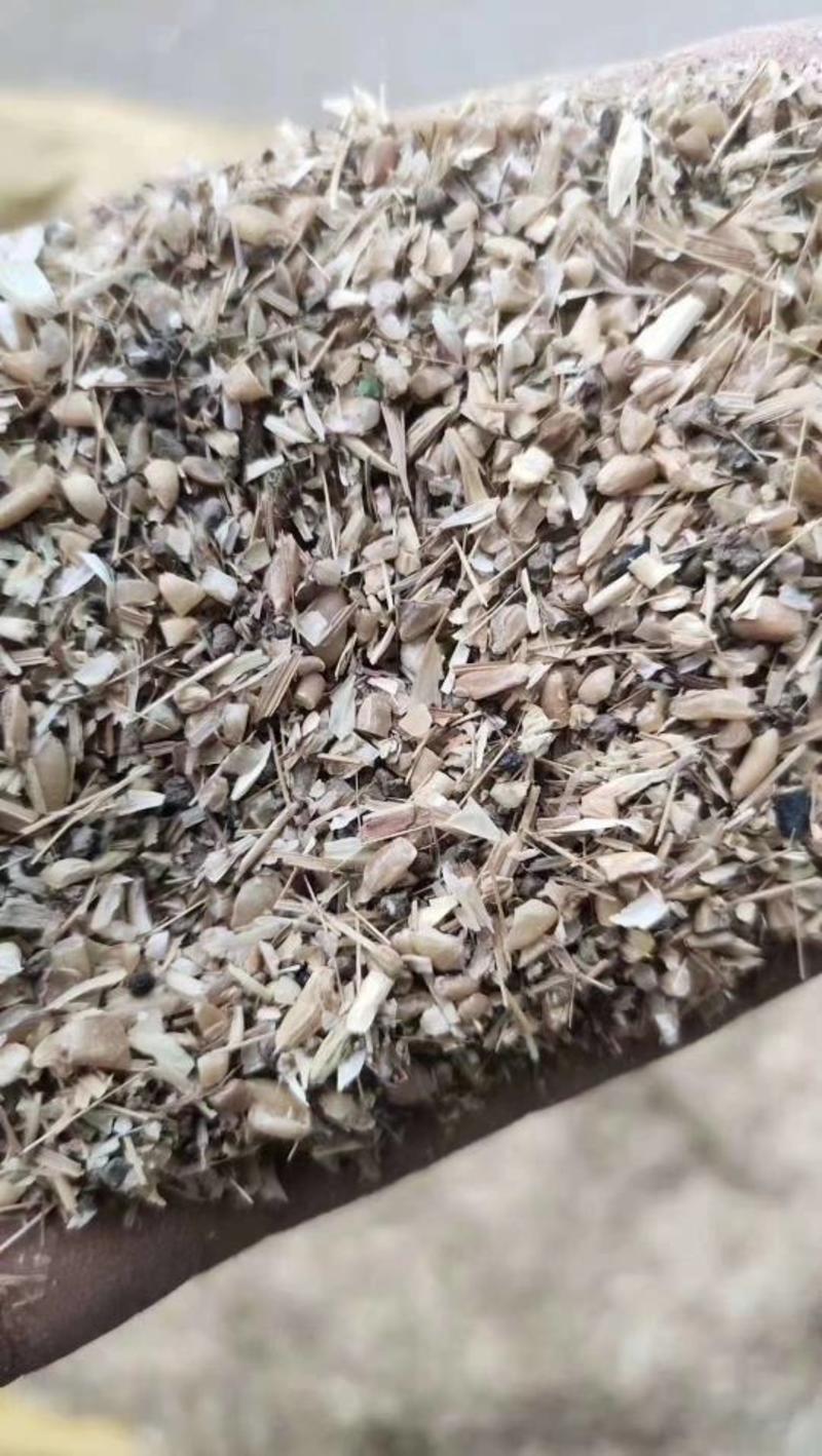 【热销】草籽麦子适用于养殖场，饲料厂添加