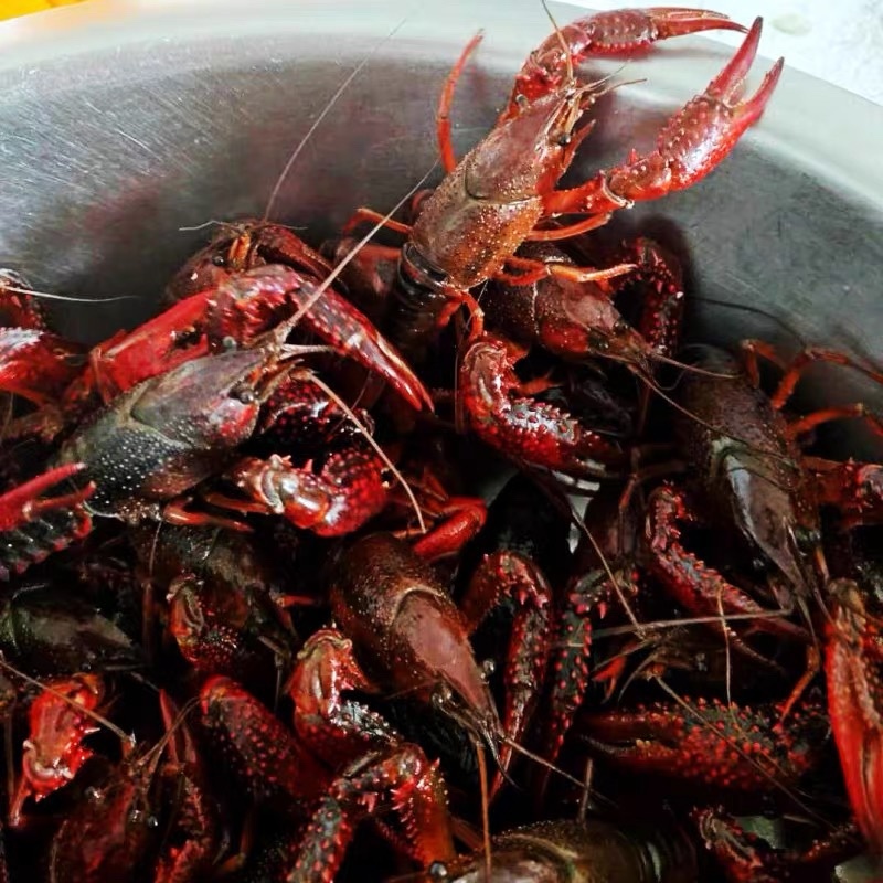 【推荐】江苏精品小龙虾鲜活小龙虾三钱以上