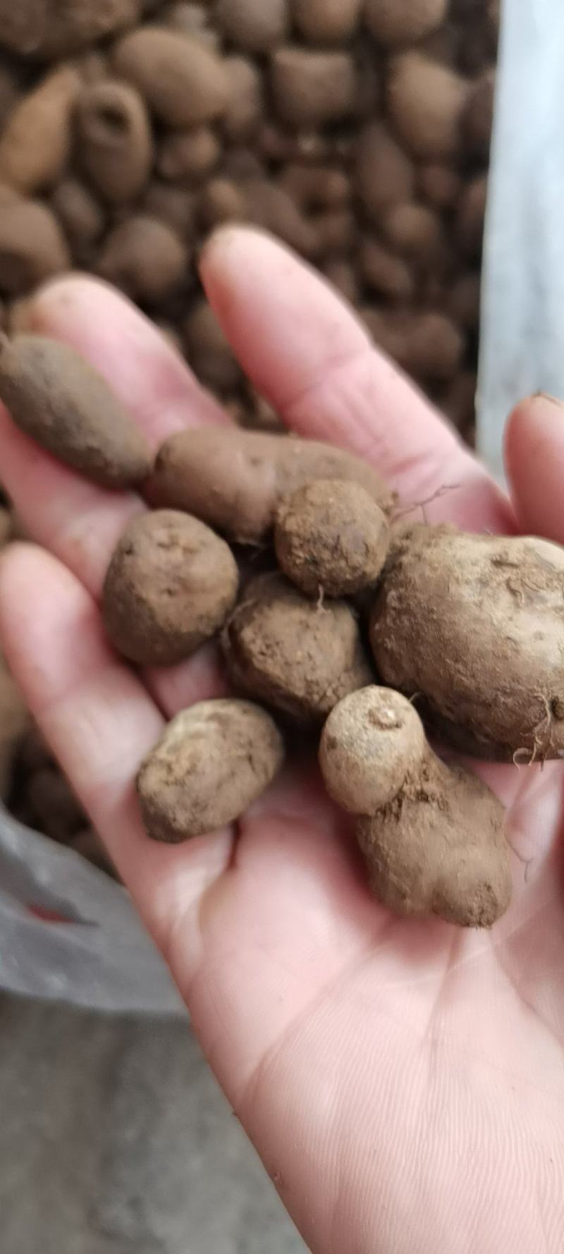 三叶青金线吊葫芦蛇附子土经丸鲜货中药材产地批发