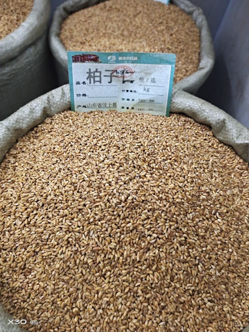 柏子仁颗粒饱满无硫常年加工可供大货地道中药材