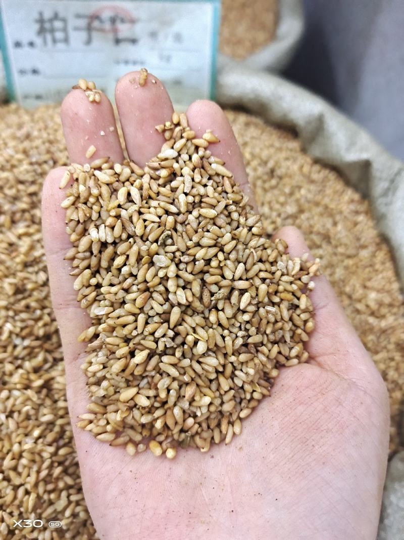 柏子仁颗粒饱满无硫常年加工可供大货地道中药材