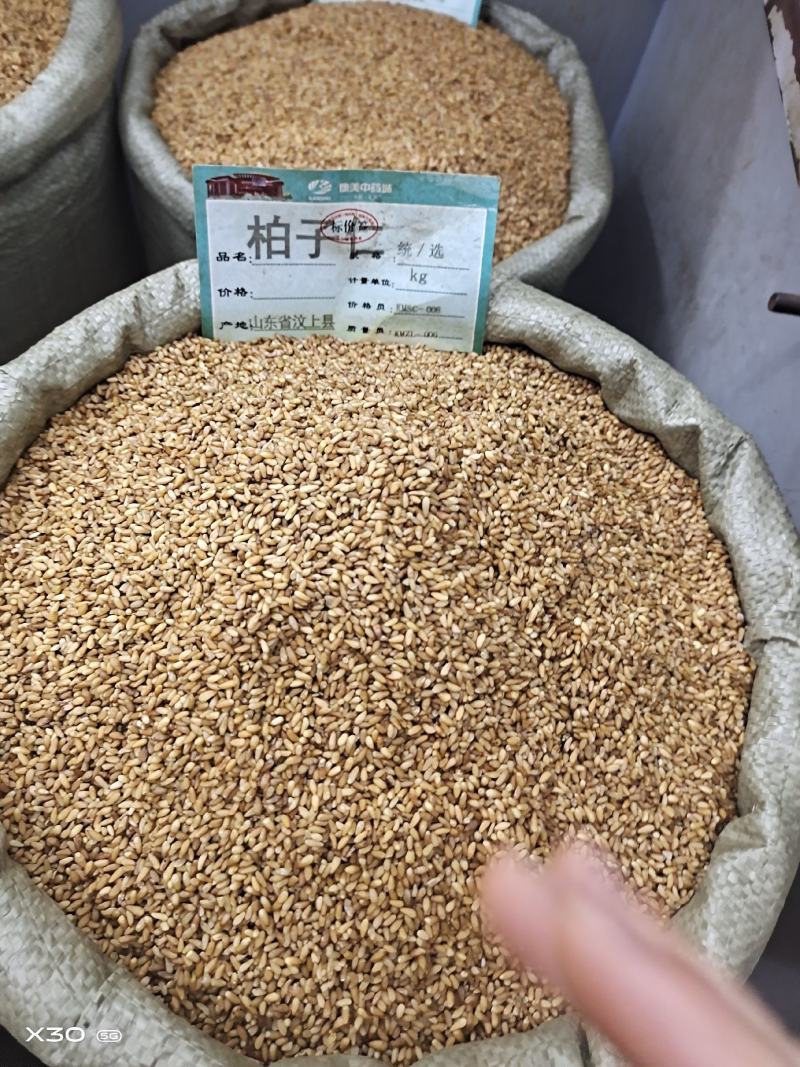 柏子仁颗粒饱满无硫常年加工可供大货地道中药材