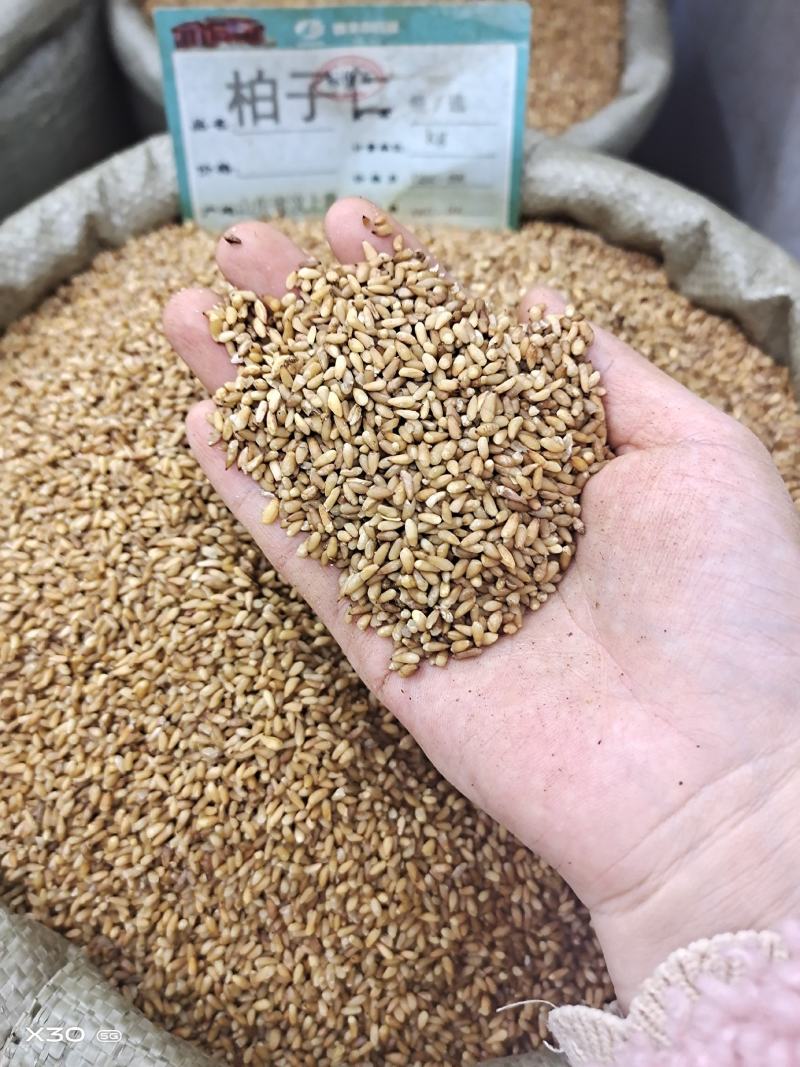 柏子仁颗粒饱满无硫常年加工可供大货地道中药材