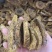 大黄无硫片大黄润浓郁现有大货可打粉马蹄黄规格齐全
