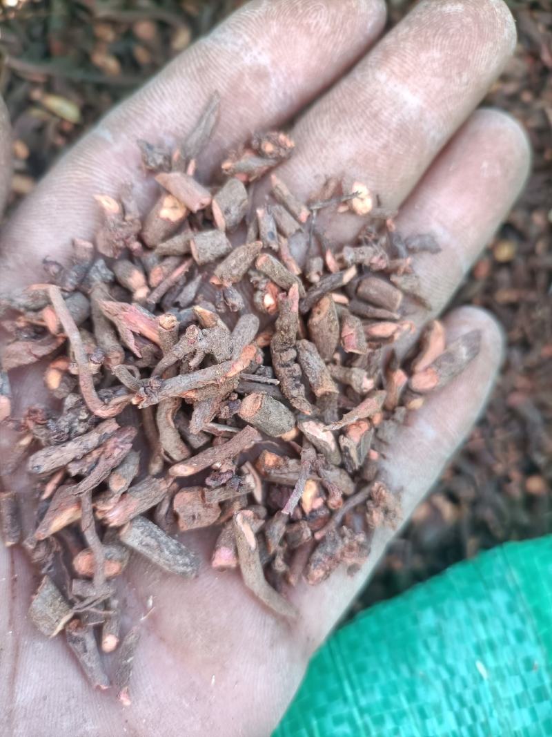 茜草