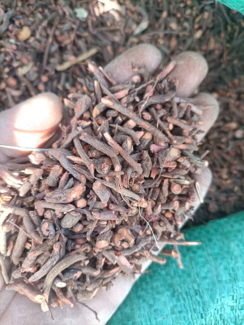 茜草