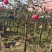绿之洲不同规格树状月季今年价格及日常养护