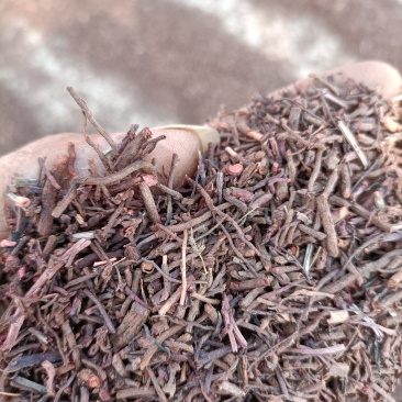 茜草