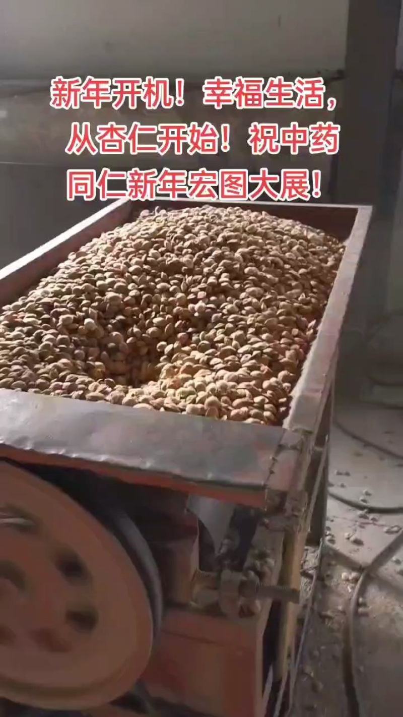野生苦杏仁，豫晋陕金三角山区野生，饱满苦杏仁，