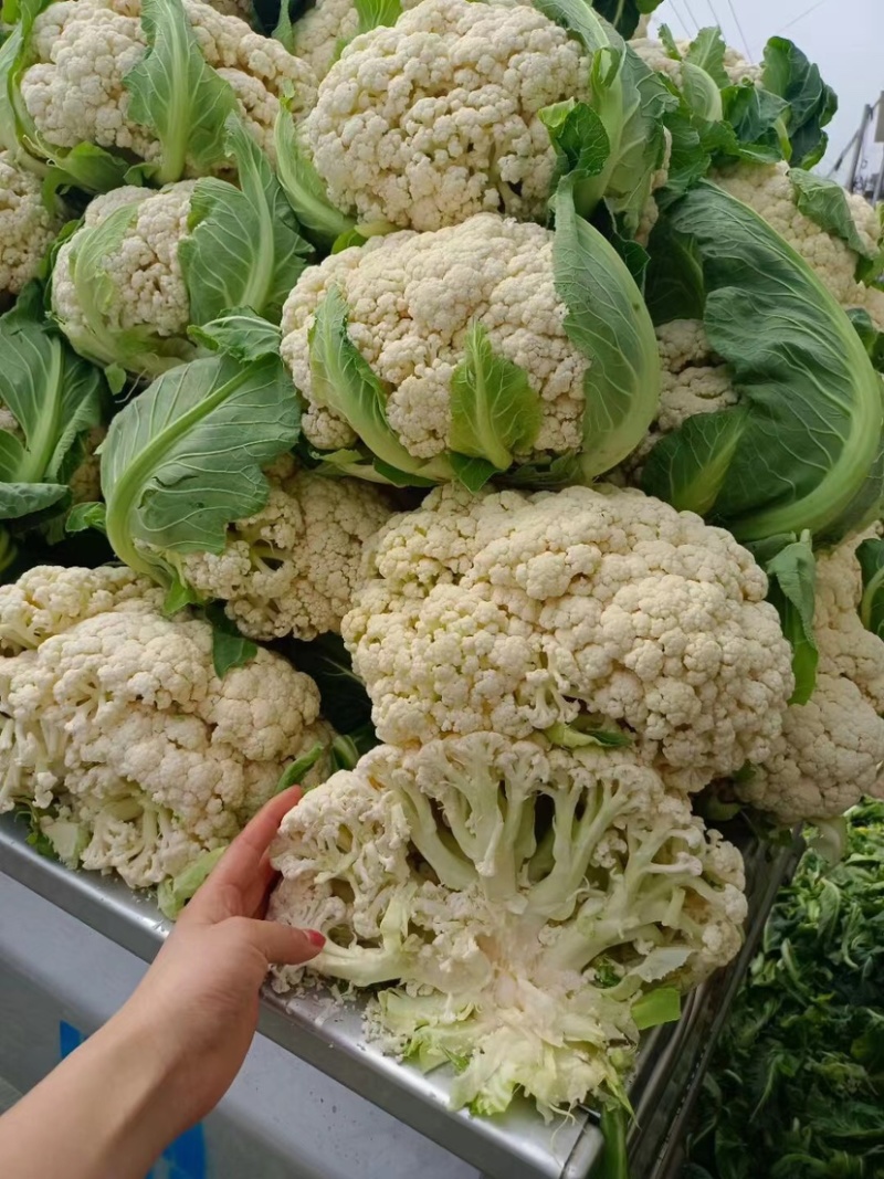 有机花，松花菜产地直发精品散花，看货论价，欢迎订购