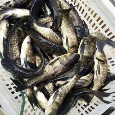 大头鱼苗、花鲢苗、雄鱼苗、