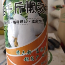 大桃千斤懒汉棉种子，抗病能力强，