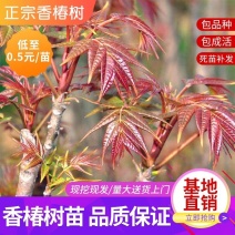 香椿苗优质苗，红油香椿苗绿油适合南北方种植，四季可种植植