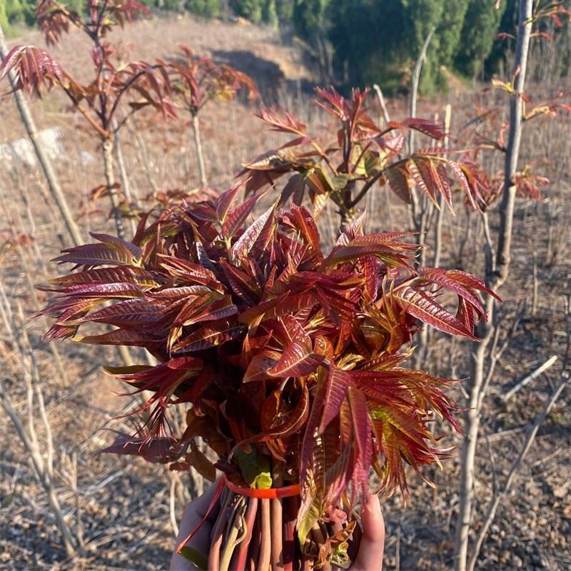香椿苗优质苗，红油香椿苗绿油适合南北方种植，四季可种植植
