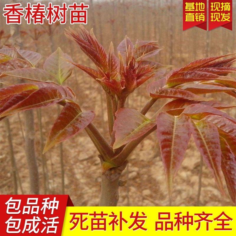香椿苗优质苗，红油香椿苗绿油适合南北方种植，四季可种植植