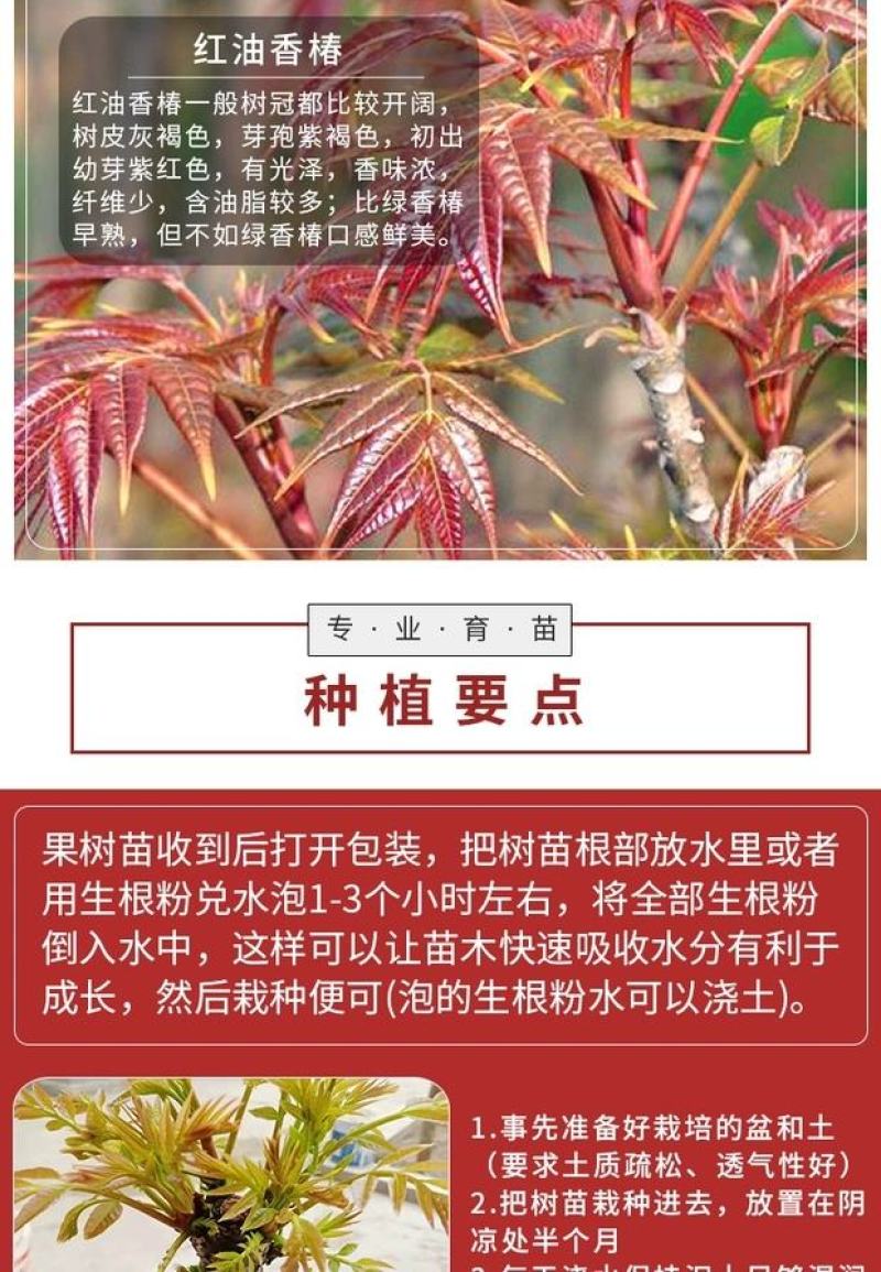 香椿苗优质苗，红油香椿苗绿油适合南北方种植，四季可种植植