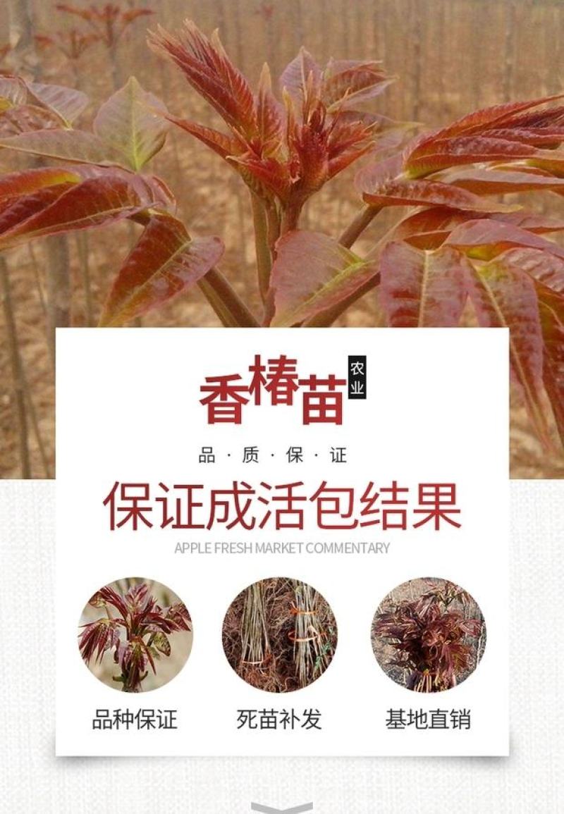 香椿苗优质苗，红油香椿苗绿油适合南北方种植，四季可种植植
