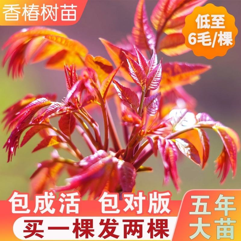 香椿苗优质苗，红油香椿苗绿油适合南北方种植，四季可种植植