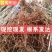 香椿苗优质苗，红油香椿苗绿油适合南北方种植，四季可种植植