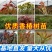 香椿苗优质苗，红油香椿苗绿油适合南北方种植，四季可种植植