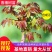 香椿苗优质苗，红油香椿苗绿油适合南北方种植，四季可种植植