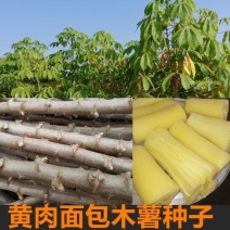 黄肉木薯种子黄肉木薯苗高产木薯茎