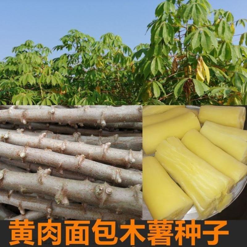 黄肉木薯种子黄肉木薯苗高产木薯茎