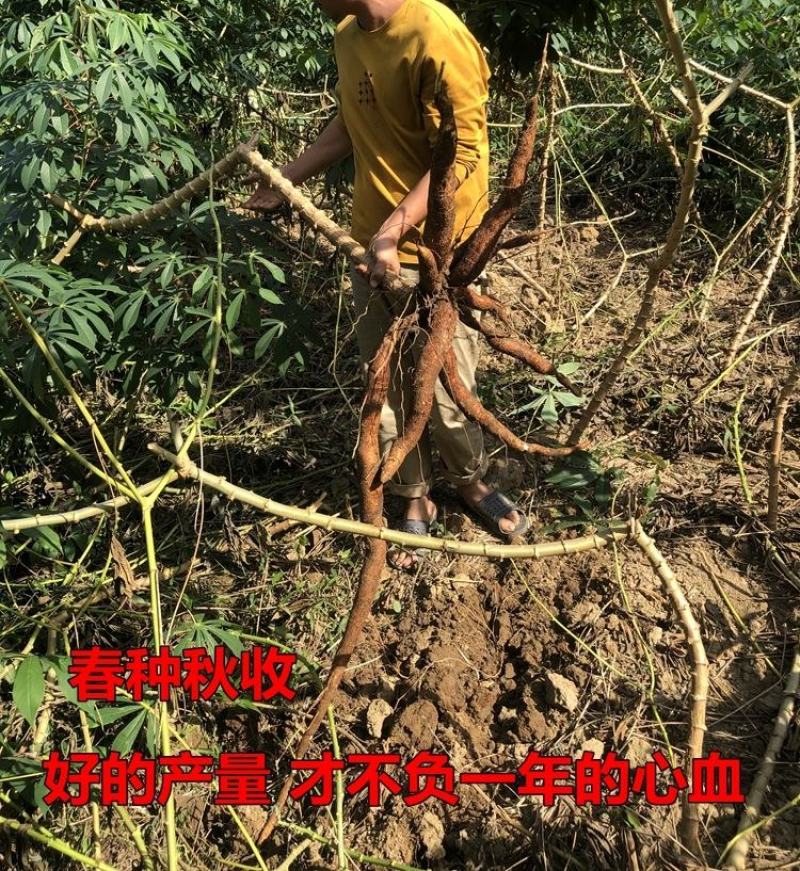 黄肉木薯种子黄肉木薯苗高产木薯茎