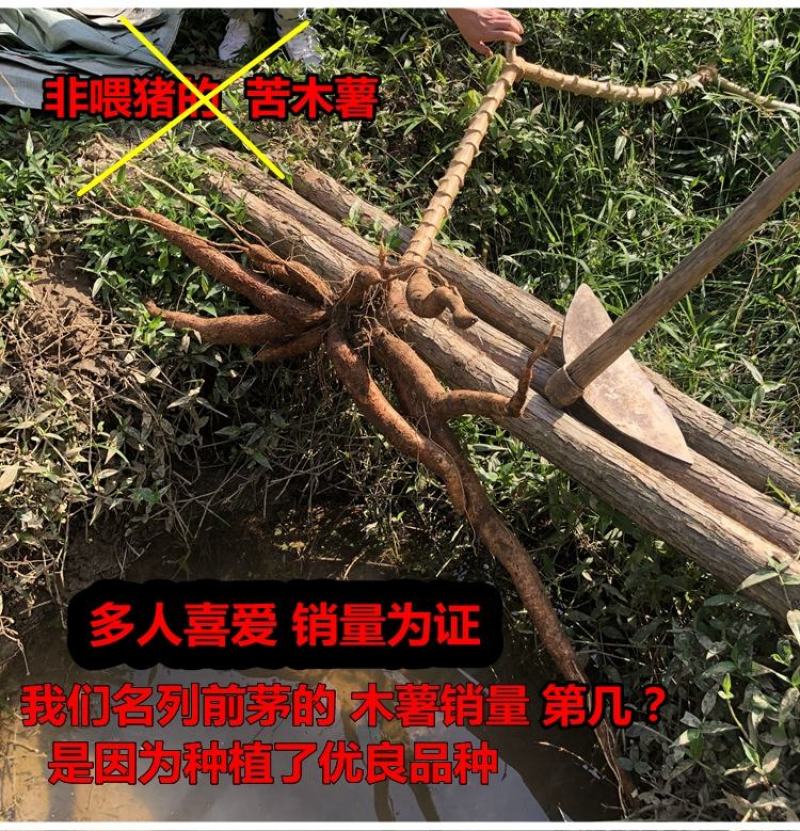 黄肉木薯种子黄肉木薯苗高产木薯茎