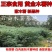 黄肉木薯种子黄肉木薯苗高产木薯茎