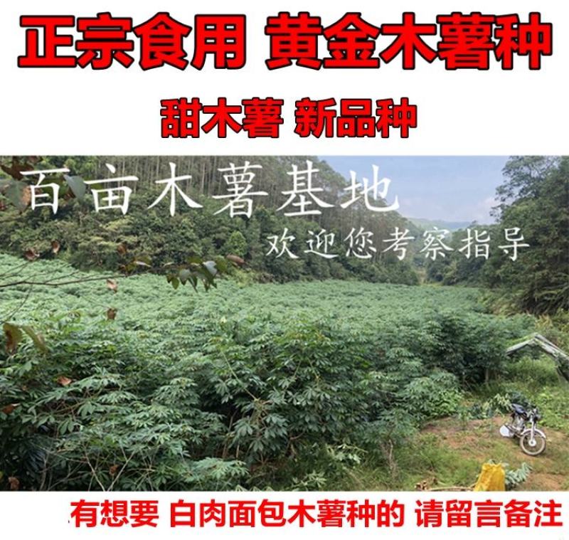 黄肉木薯种子黄肉木薯苗高产木薯茎