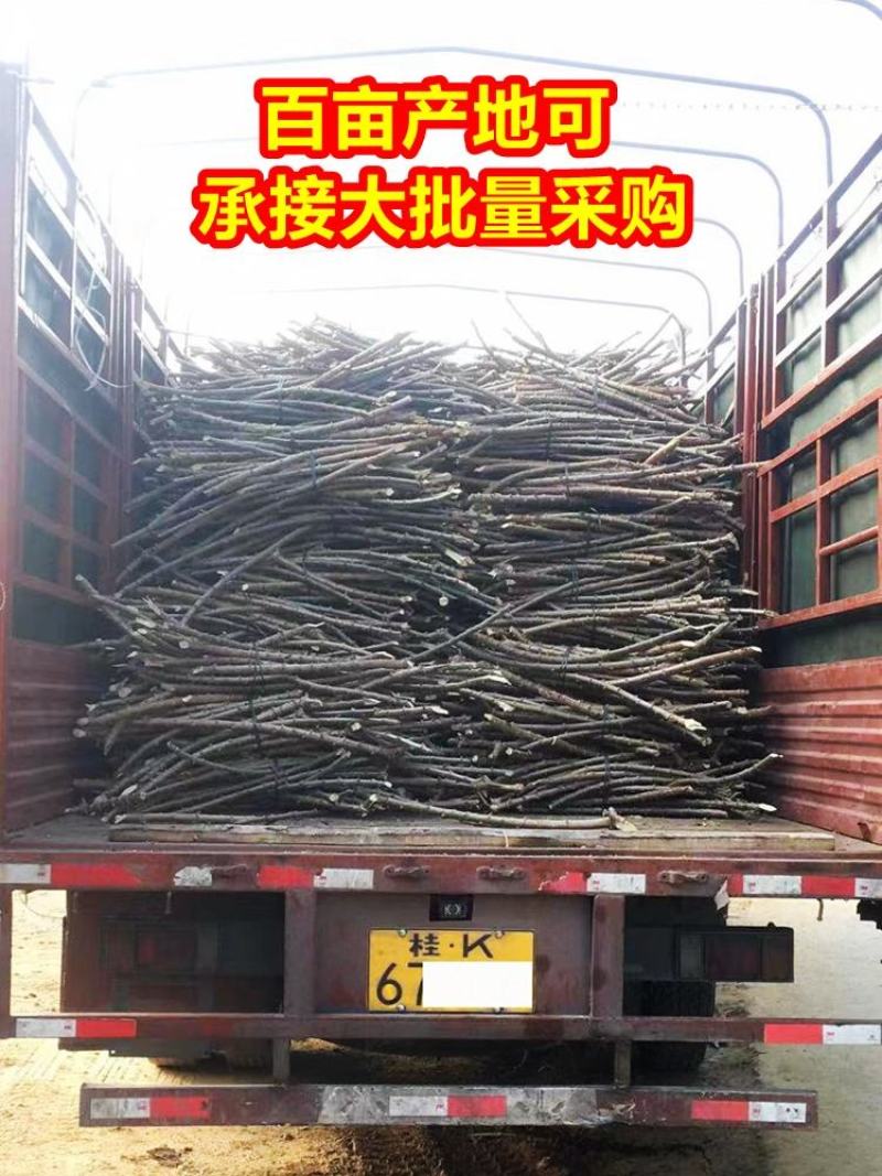 黄肉木薯种子黄肉木薯苗高产木薯茎
