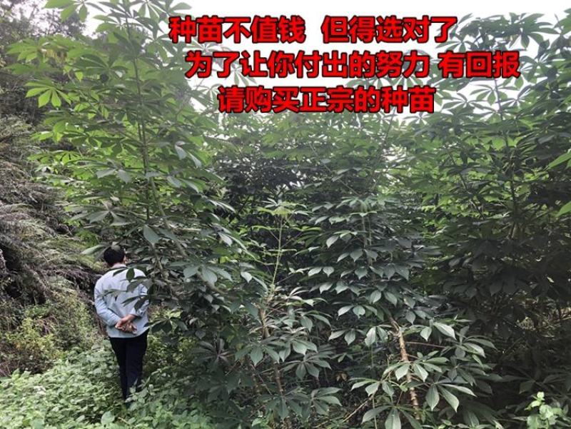 黄肉木薯种子黄肉木薯苗高产木薯茎