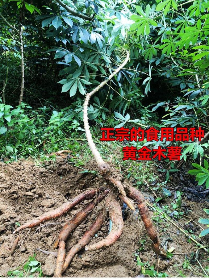 黄肉木薯种子黄肉木薯苗高产木薯茎