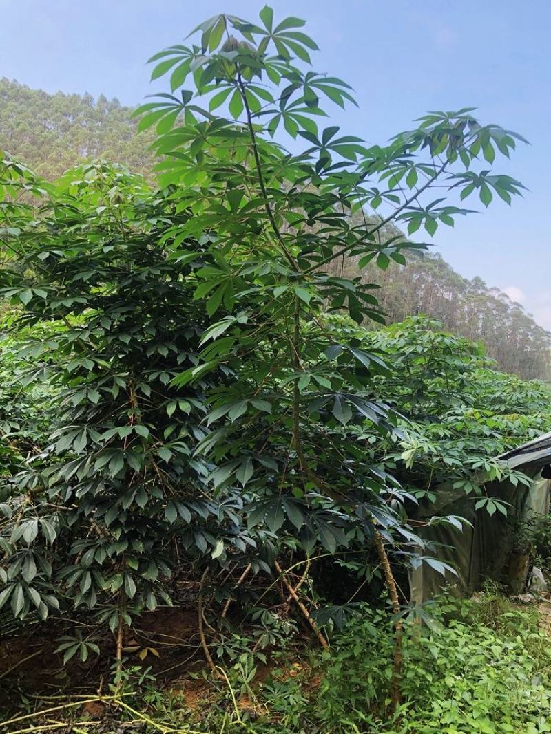 黄肉木薯种子黄肉木薯苗高产木薯茎