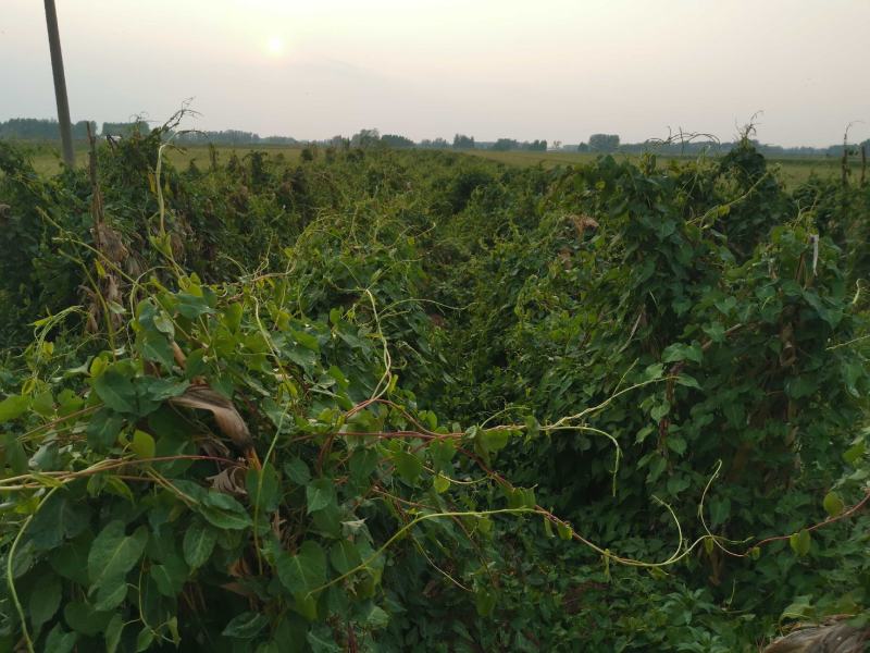何首乌苗产地直供提供种植技术后期上门回收鲜干货