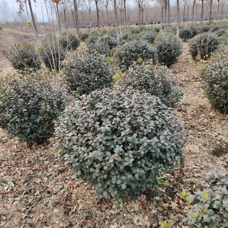出售60公分到120公分卫矛球，山东基地现挖现发