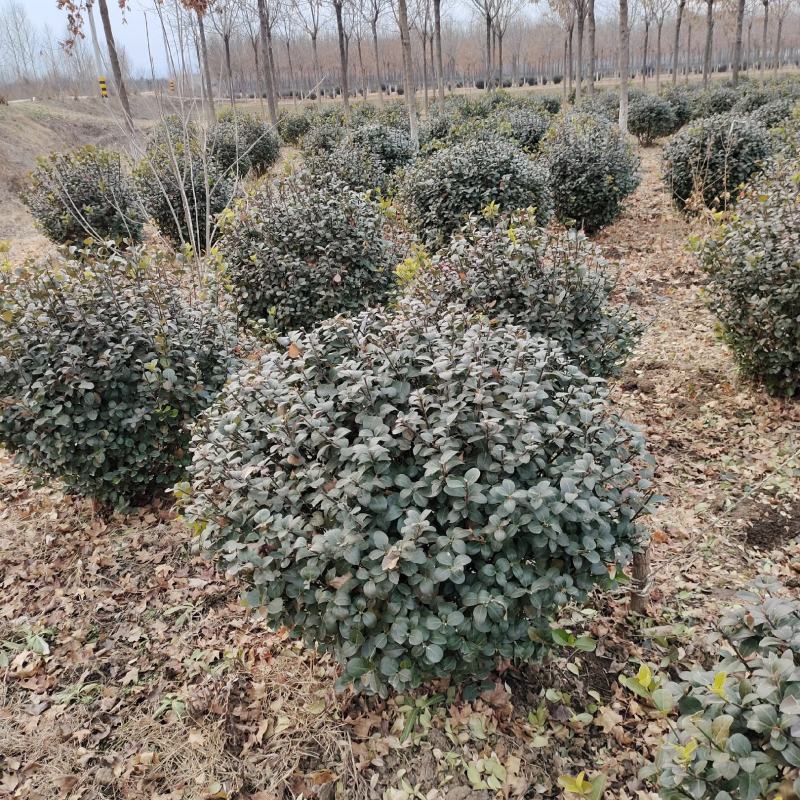 出售60公分到120公分卫矛球，山东基地现挖现发