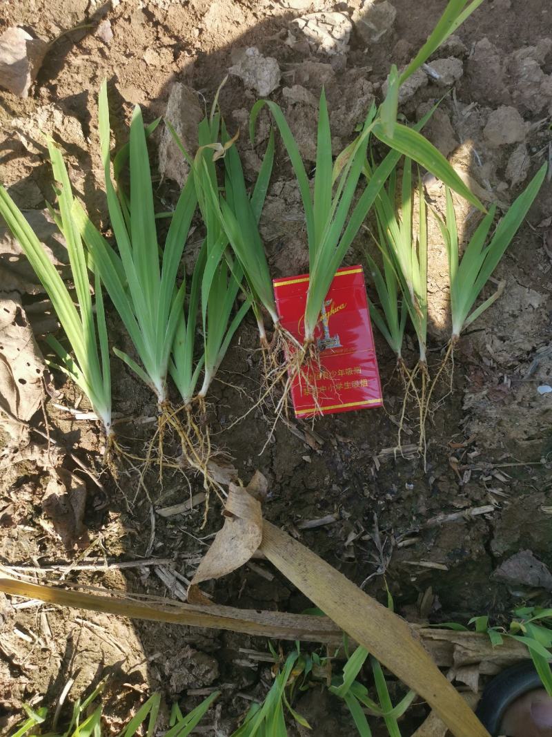 药用射干苗绿化苗提供种植技术后期上门回收