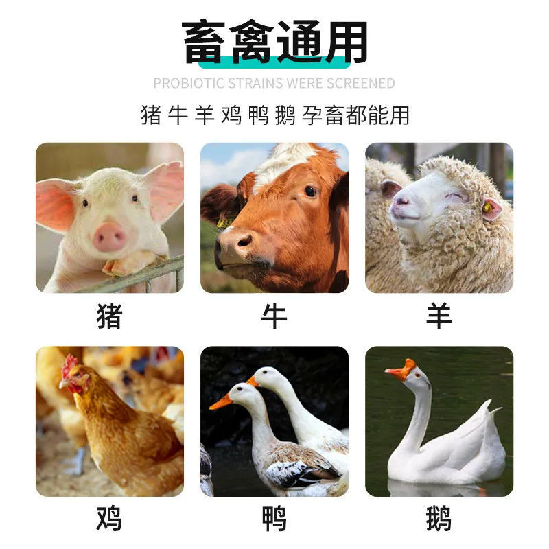 活菌益生素兽用益生菌兽用猪牛羊鸡鸭健胃促反刍增肥催肥腹泻