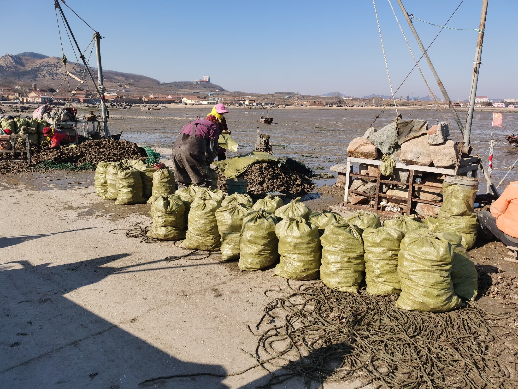 花蛤在滩涂中生长