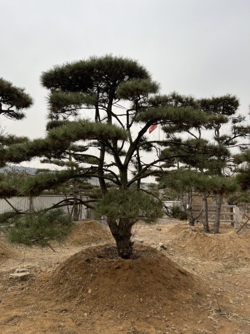 精品造型松景观松造型油松造型黑松园林绿化景观树