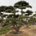 精品造型松景观松造型油松造型黑松园林绿化景观树