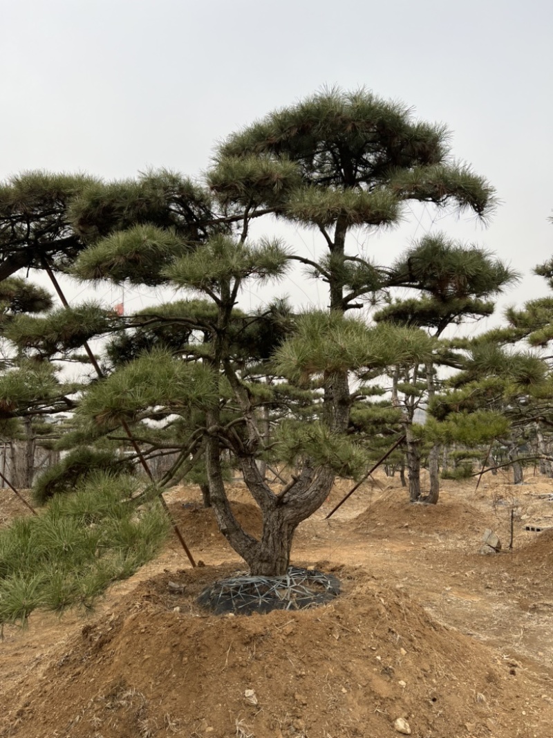 精品造型松景观松造型油松造型黑松园林绿化景观树