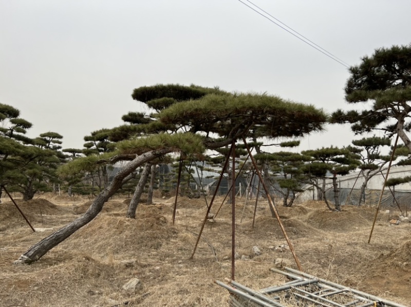 精品造型松景观松造型油松造型黑松园林绿化景观树