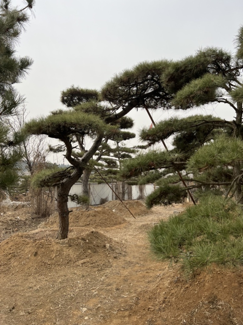 精品造型松景观松造型油松造型黑松园林绿化景观树
