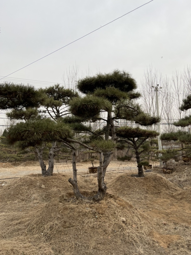 精品造型松景观松造型油松造型黑松园林绿化景观树